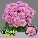 Vollsortiment - Chrysantheme große verzweigte, einfach rosa